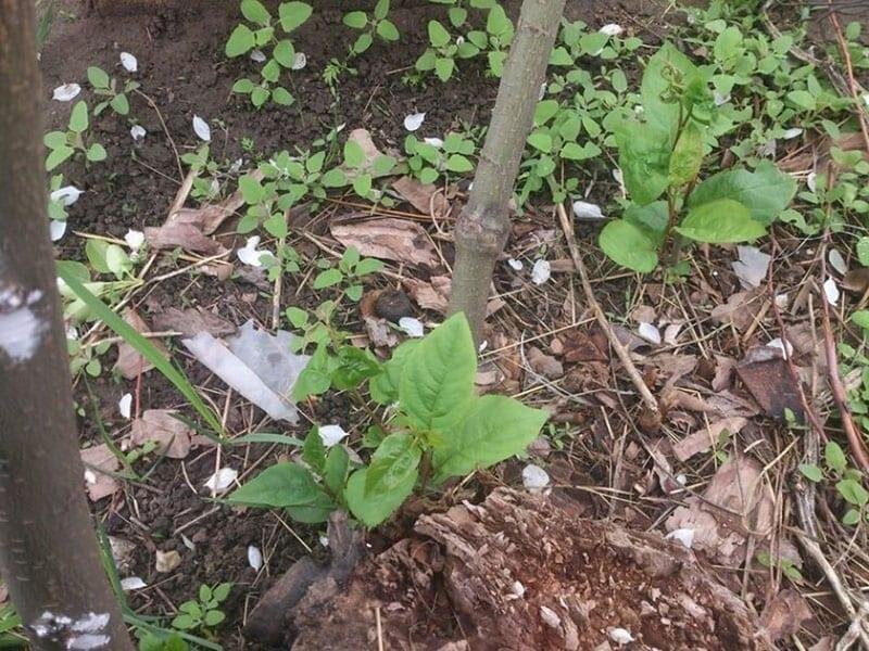 Молодые «отростки» часто формируются рядом с плодовыми культурами, которые пострадали от различных факторов. Это может случиться из-за перепадов температуры, старости либо недостатка микроэлементов.