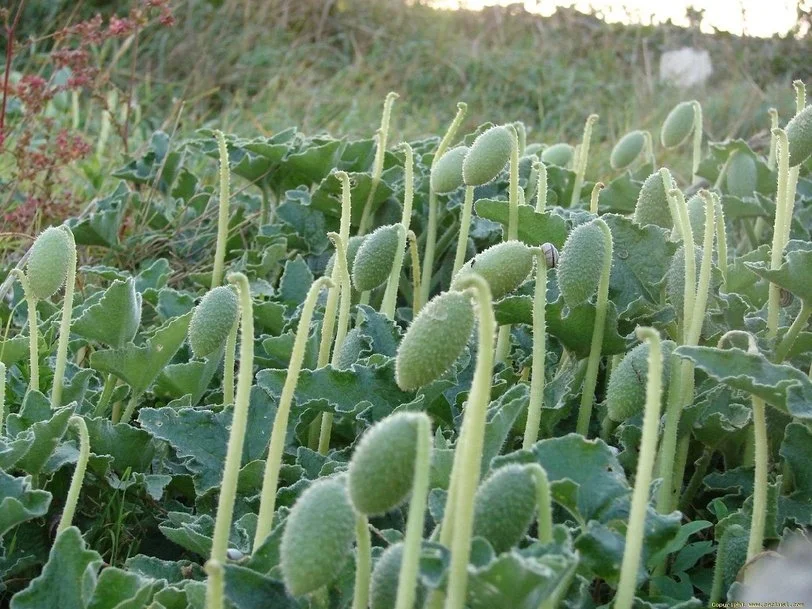 Бешеный огурец. Картинка из свободных источников