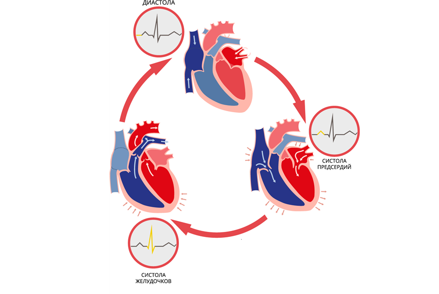 Работа сердца состоит из трех фаз, две из которых отводятся сокращению предсердий и желудочков. Фото: www.yaklass.ru