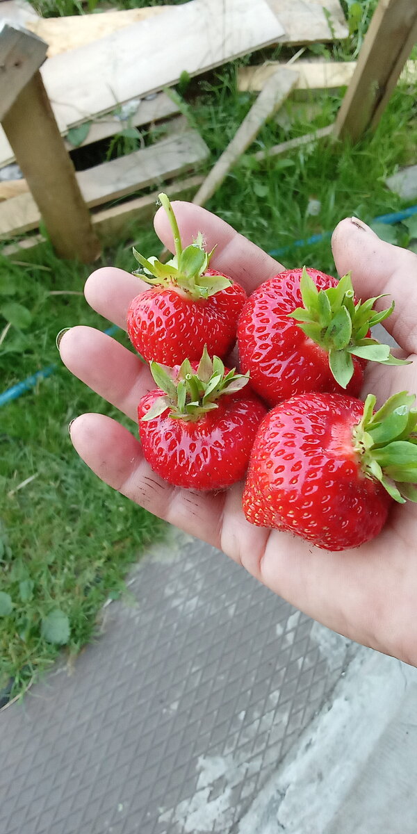 Моя "Альба" Неприхотливая, крупноплодная и сладкая. Клубника такой и должна быть.