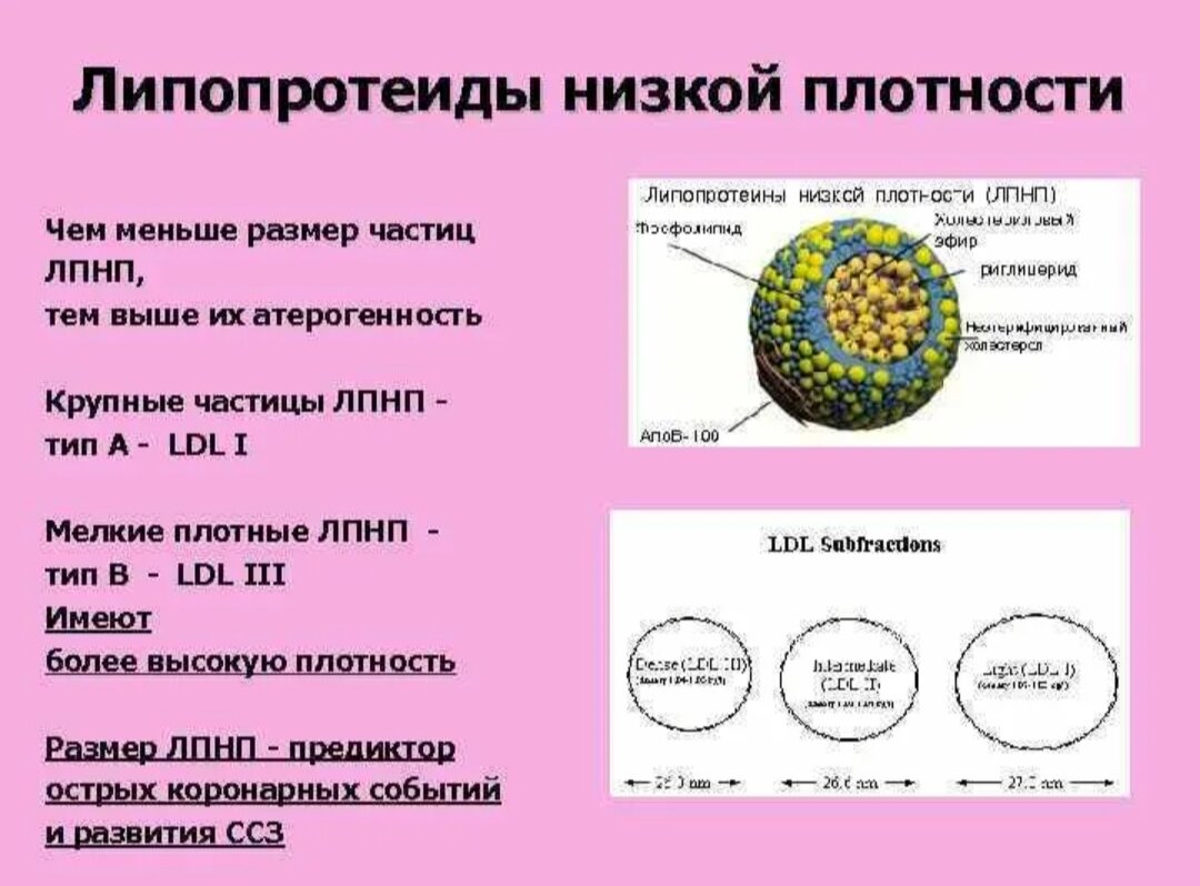 Очень низкой плотности. Строение липопротеинов низкой плотности. Холестерин липопротеинов низкой плотности. Липопротеиды высокой плотности строение. Строение липопротеинов высокой плотности.