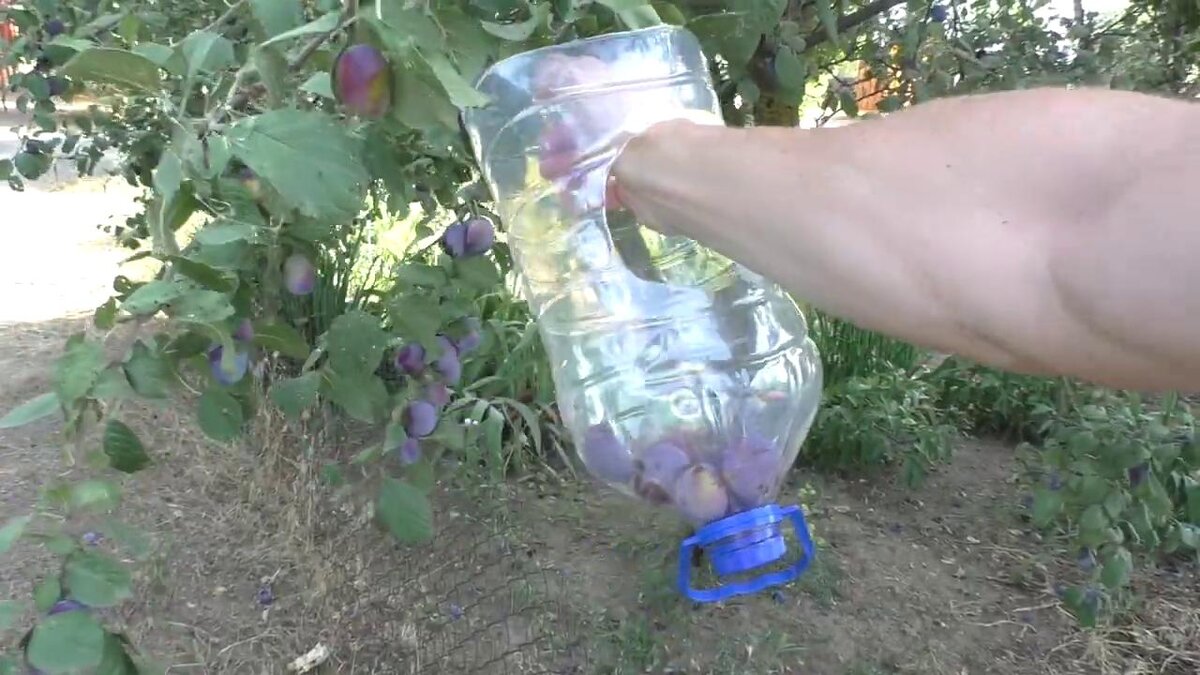 Самодельное приспособление из пластиковой бутылки для быстрого сбора фруктов