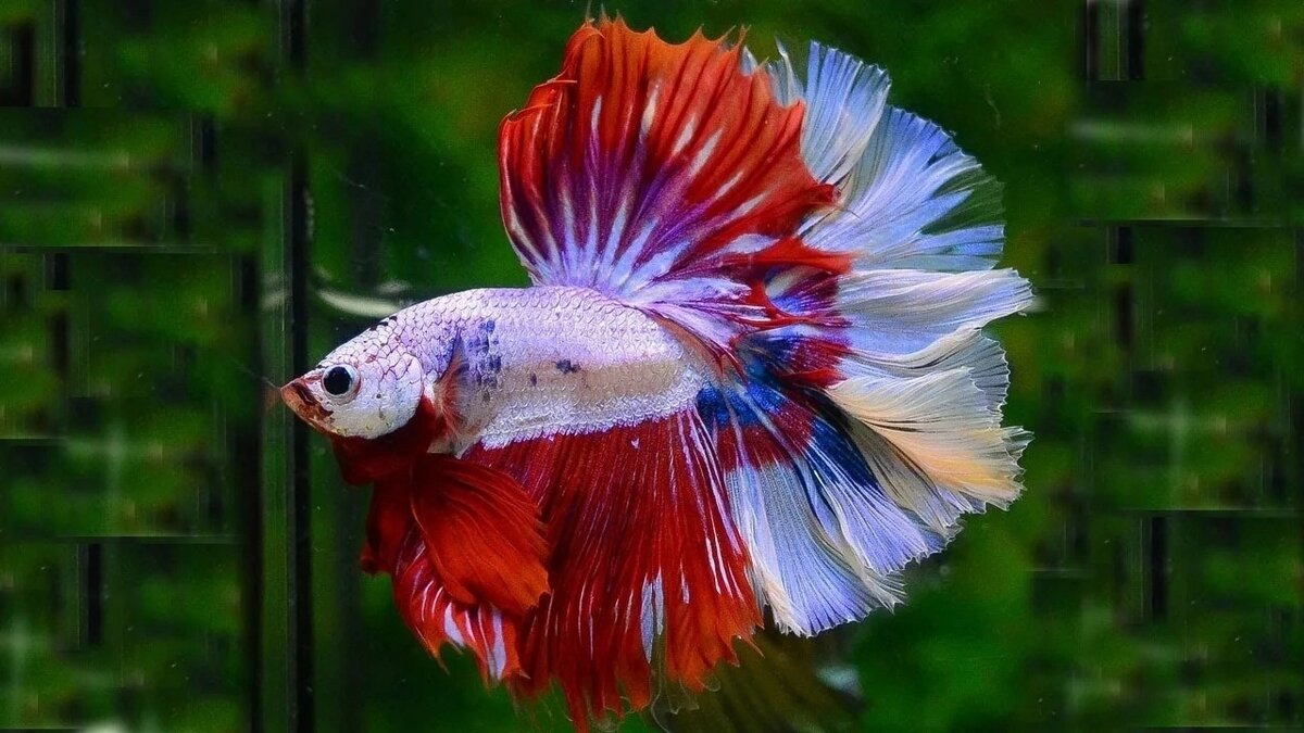 Бойцовая рыба или Сиамский петушок (Betta splendens). | Рыбки Растения  Аквариум | Дзен