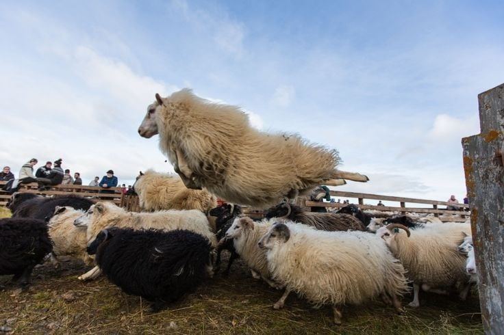 Наконец-то свобода!