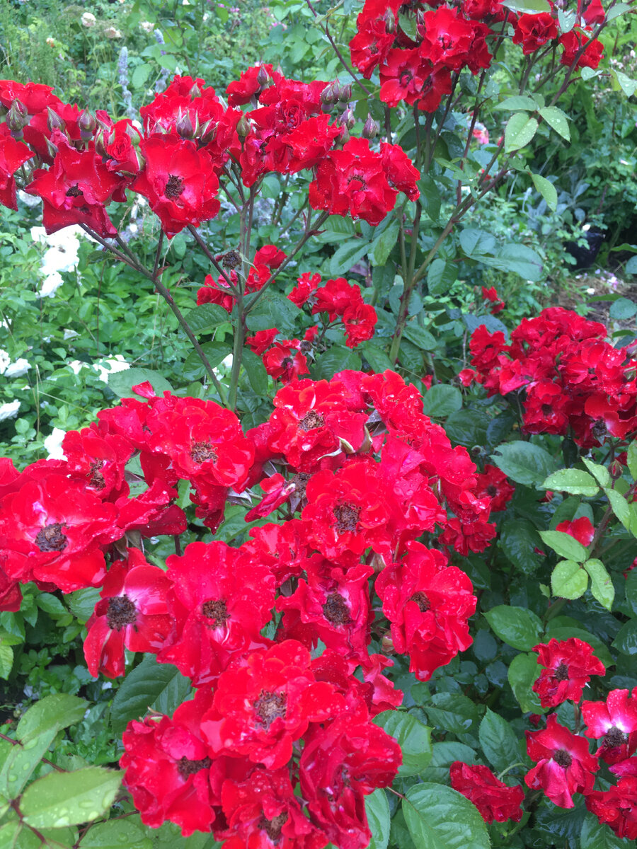 Жаль у алых роз не передаётся цвет …..в жизни она несравнимо лучше 