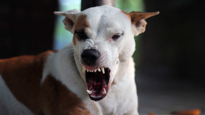 ФОТО: ALIFMAHAMUD/SHUTTERSTOCK.COM