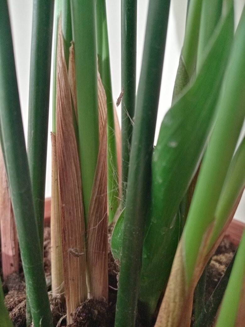 Вон какие сети уже. Фото автора.