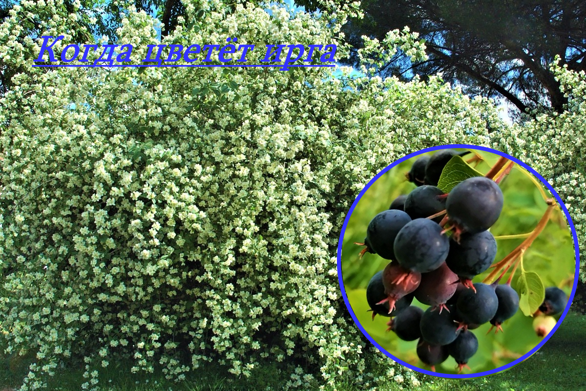Когда цветёт ирга - это восторг!