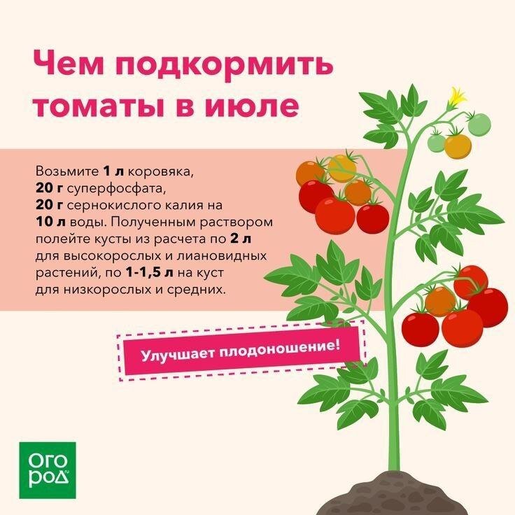 Нужно ли подкармливать помидоры. Чем подкормить томаты. Помидоры в июле. Чем прикормить помидоры. Чем удобрить помидоры в июле.