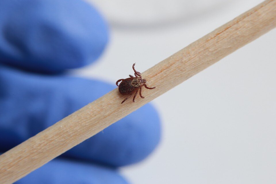     Кровососам понравилось лето 2022 года — оно оказалось для них идеальным. Мария ЛЕНЦ