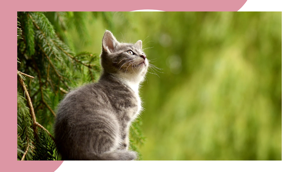 Фотография из открытых источников