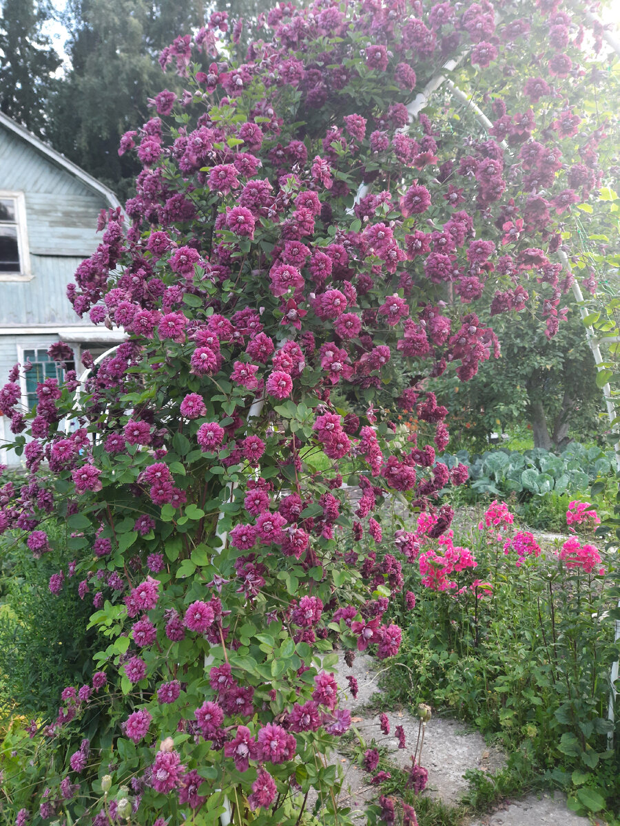 Любимый клематис. 