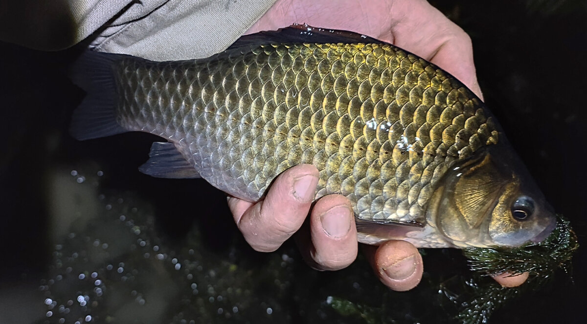 первый в ту рыбалку