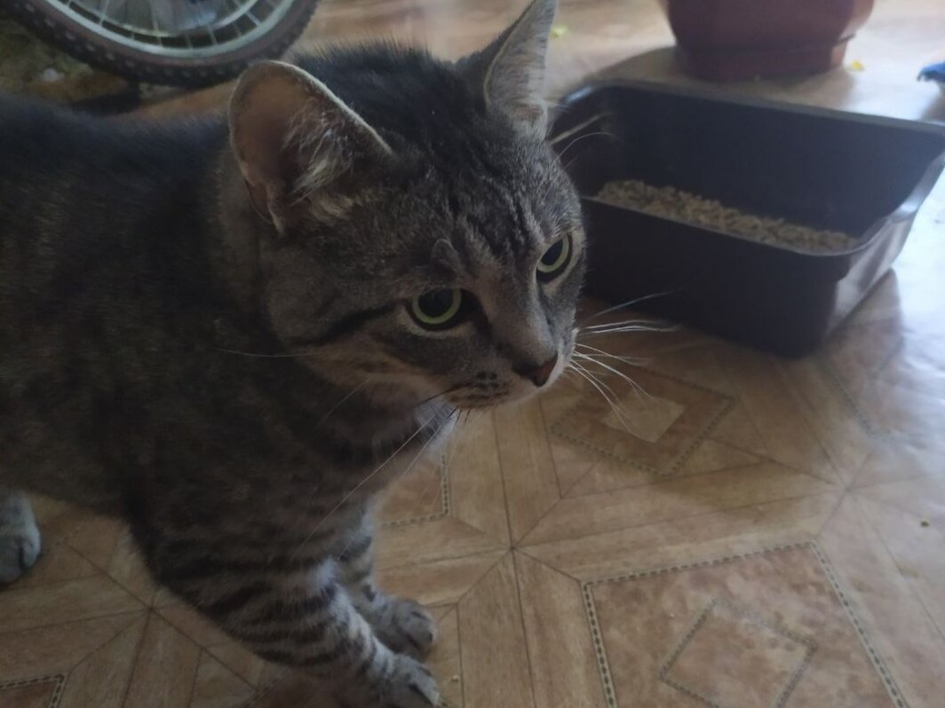 Запах кошачьего туалета нам в доме не нужен! 