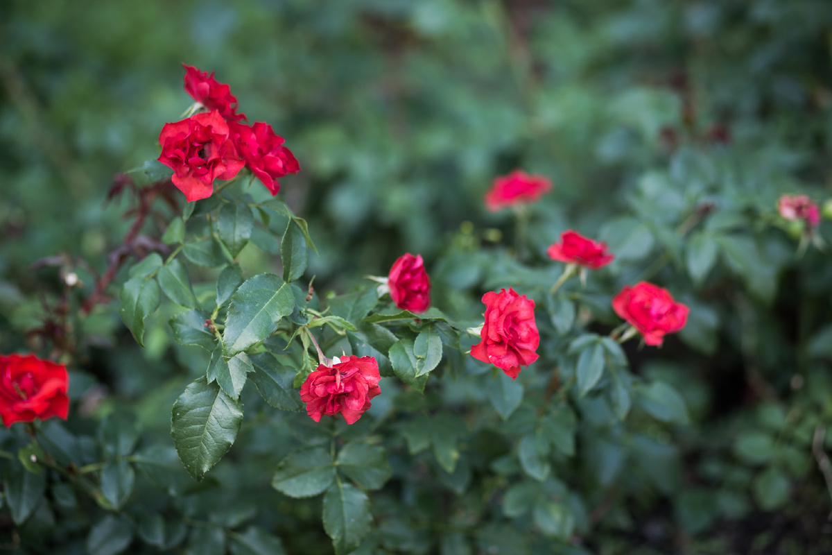 Александровский Сад, г. Санкт-Петербург. Розы. Автор фото: Надежда Панова, http://nadia-photo.com