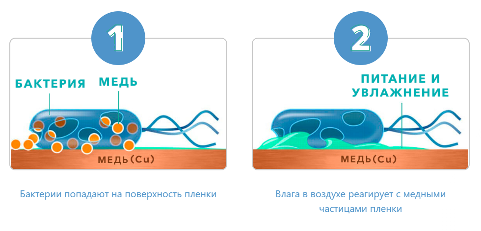 Первая и вторая стадии процесса уничтожения бактерий на медной поверхности