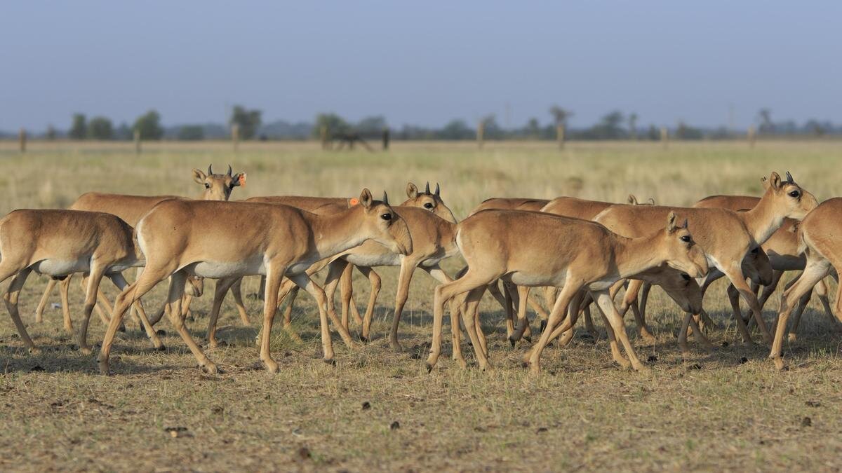    Стадо сайгаков в степи vzmaze / Getty images