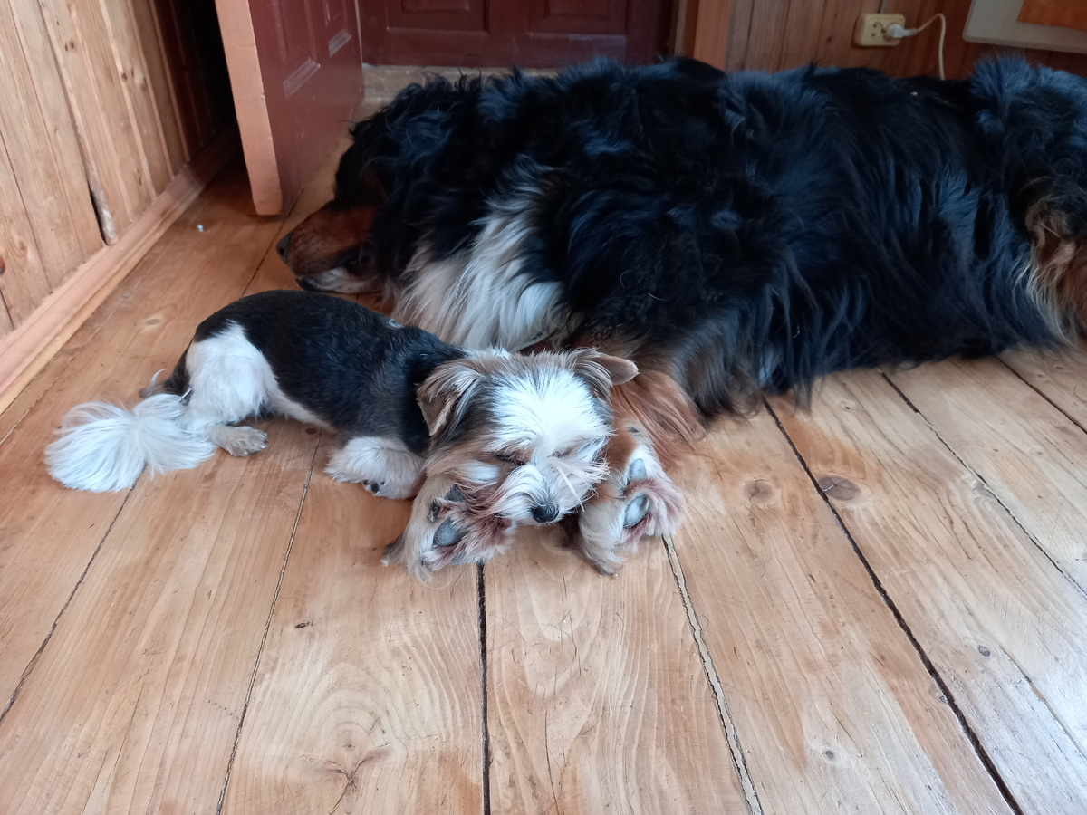 Мартюха ( собака дочки) спит рядышком с Лалушкой... У них особая дружба...