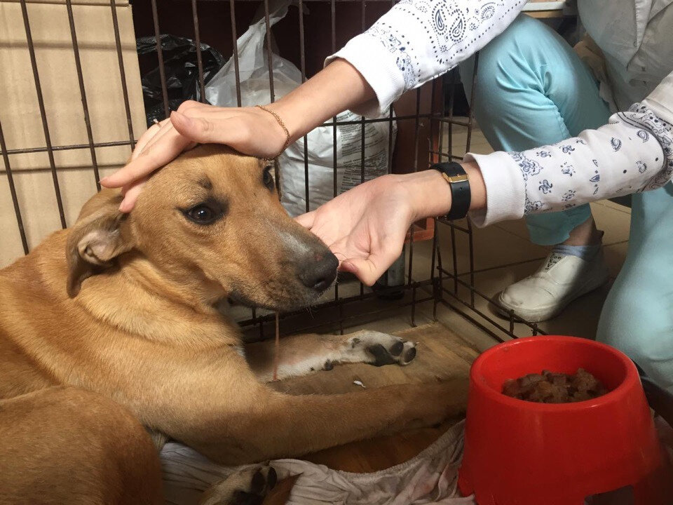 Первые улучшения состояния Дюши