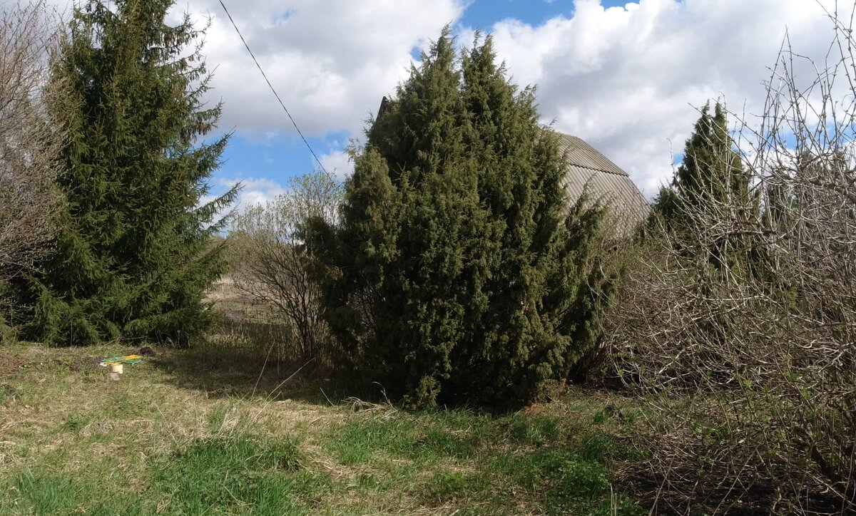 Место действия - можжевельники и елка