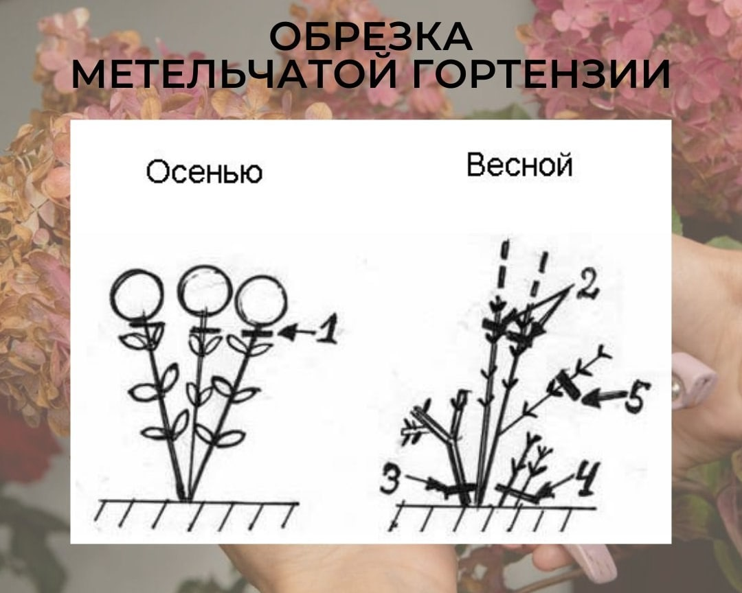 Гортензии обрезка осенью для начинающих в картинках пошагово