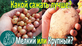 🥔 Сажать мелкий или крупный картофель лучше? 🌱 Посадка и сравнение урожая 🌿 Опыт Гордеевых
