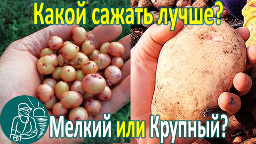 Какой картофель для посадки лучше - крупный или мелкий?