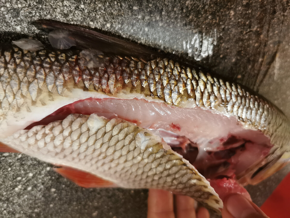 Солю язя. Фото: "Лодочник"