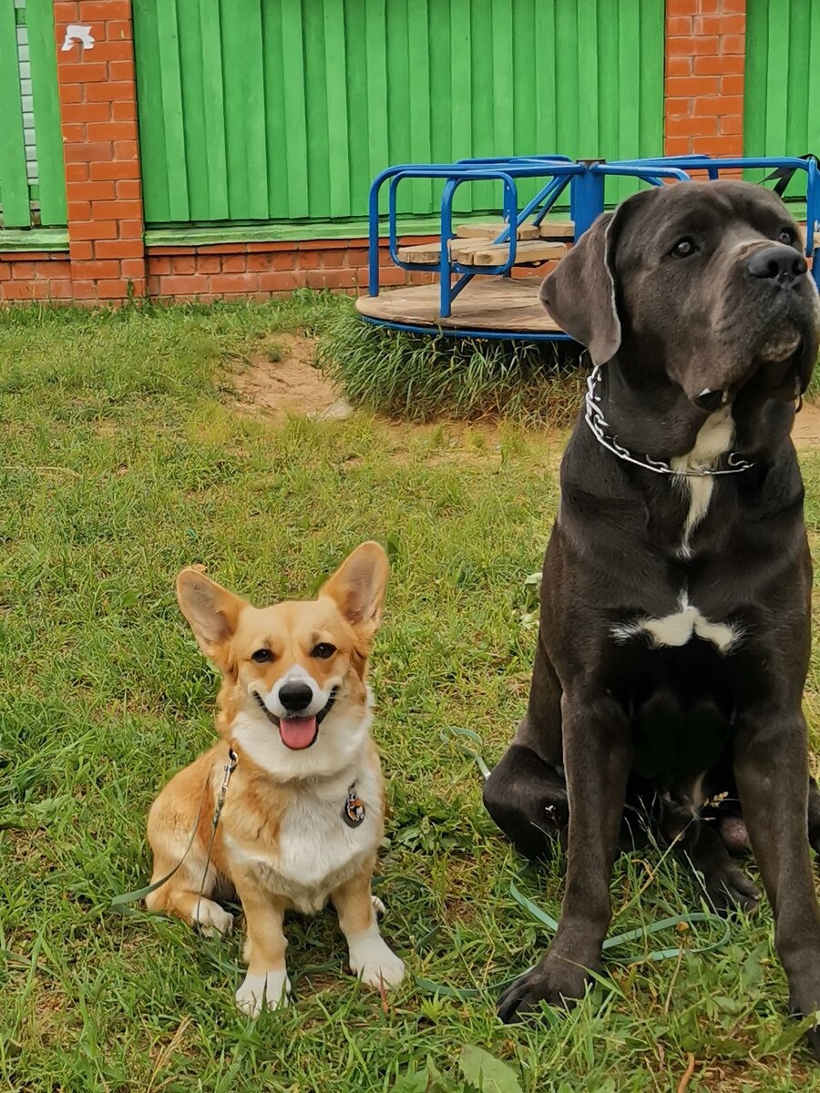 Мой друг кане корсо Аль Пачино 