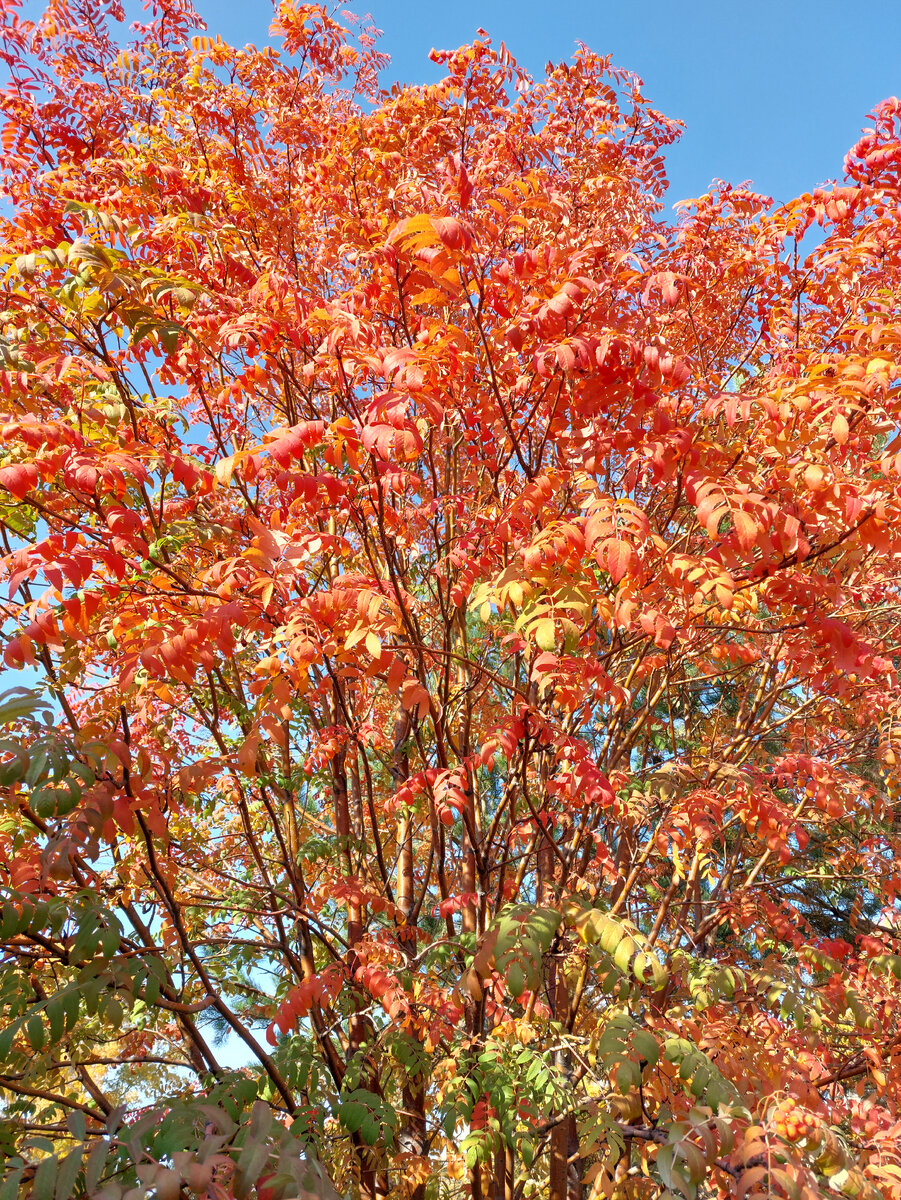 Из личного фотоархива Sw. Sein