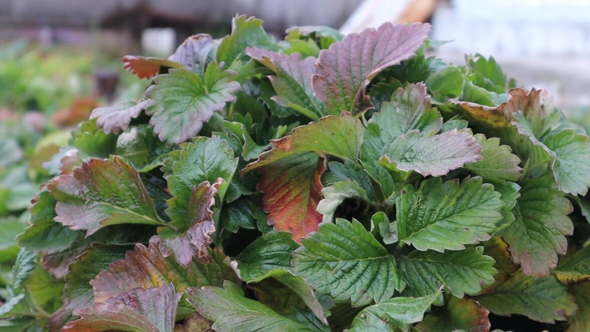 Клубника в октябре.