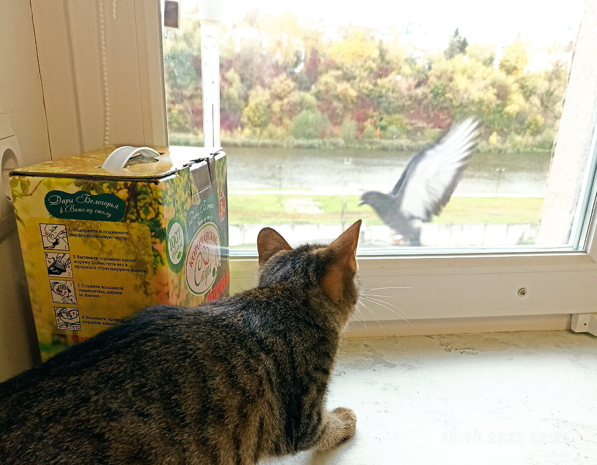 Вася "охотится".