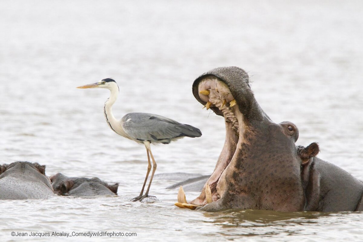 © Jean Jacques Alcalay.
Финалист Comedy Wildlife Photography Awards’2022