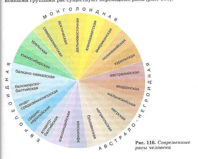 Человеческие расы схема