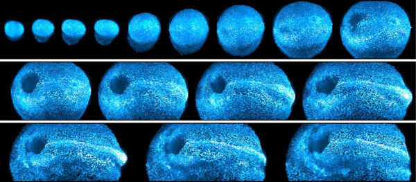    Ученым удалось сформировать структуры, почти идентичные мышиным эмбрионам