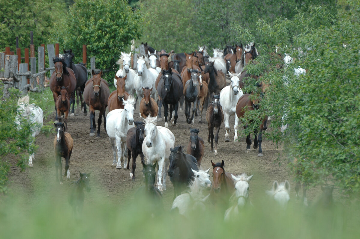 Табун орловских кобыл. Пермский конный завод № 9