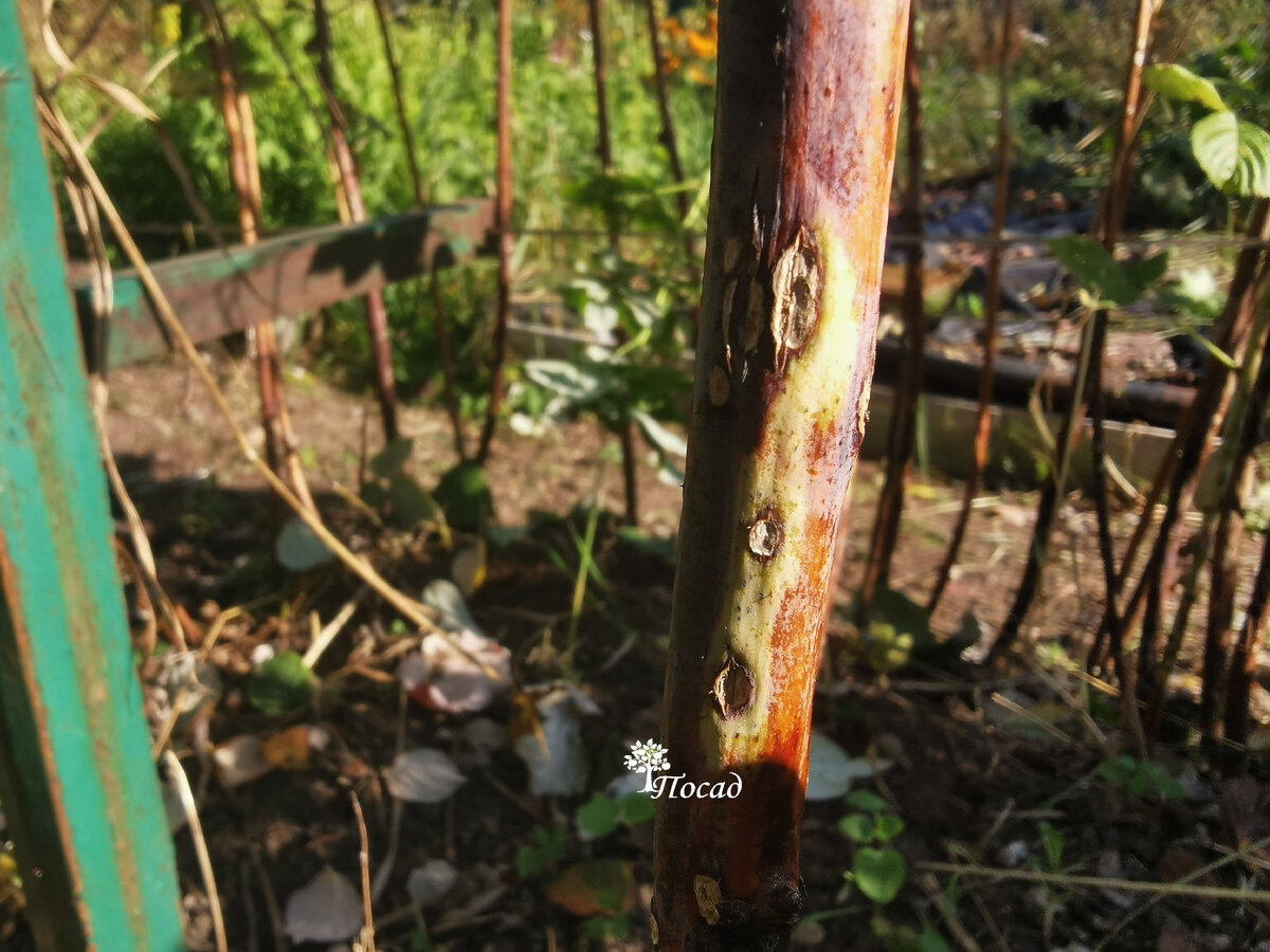 Когда-то мы хотели экологически чистую малину, чтобы кормить детей. Ничем её не обрабатывали, ожидая биологического равновесия. И вот, что мы получили. Правильно, больной малинник и кучу хлопот. В условиях жесткой скученности садового товарищества биологические препараты для борьбы с вредителями и болезнями - бессильны: от соседей нанесёт. Именно поэтому в советское время в садоводствах жёстко придерживались сроков обработки и строго следили за тем, чтобы все садоводы обрабатывали участки.