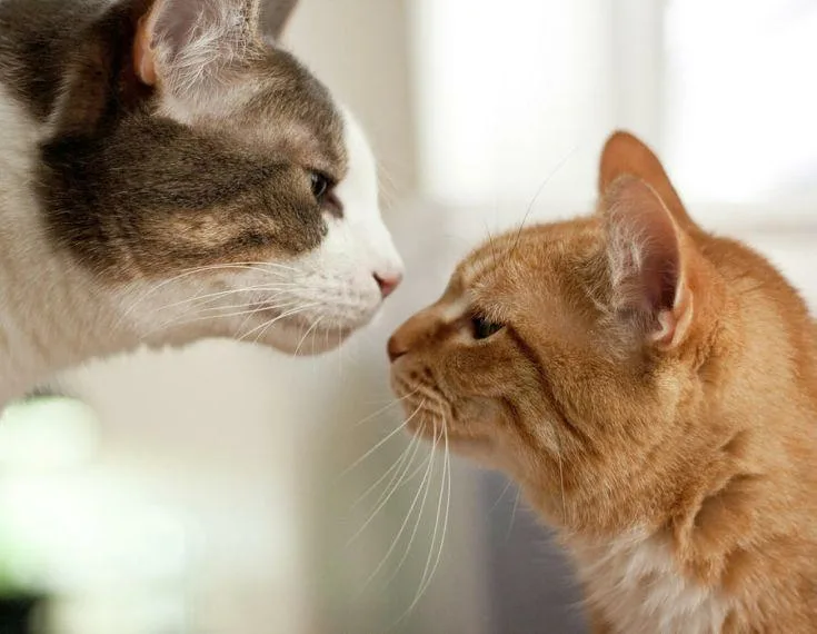 Как помирить кошек. Два котика. Два кота. Две кошечки. Коты обнюхивают друг друга.