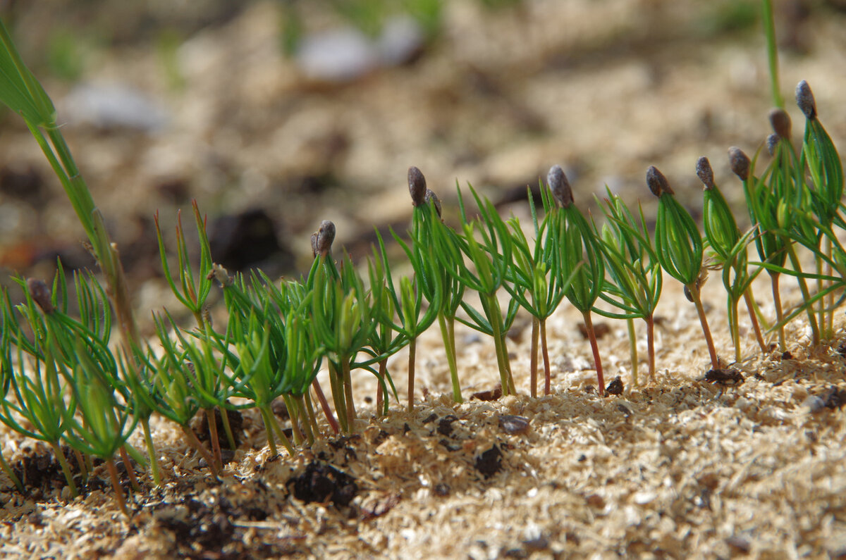 6 правил стратификации семян. Для чего ее нужно делать.