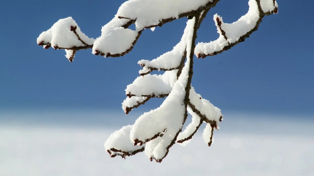 Фото: pxhere.com