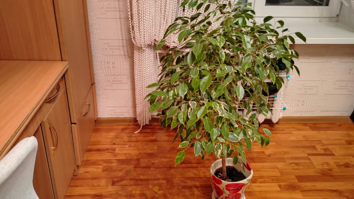 Что касается количества воды, тут все будет зависеть от размера вазона, величины вашего зеленого питомца и объема грунта. В любом случае всю влагу, которая скапливается в поддоне после полива, необходимо удалить.