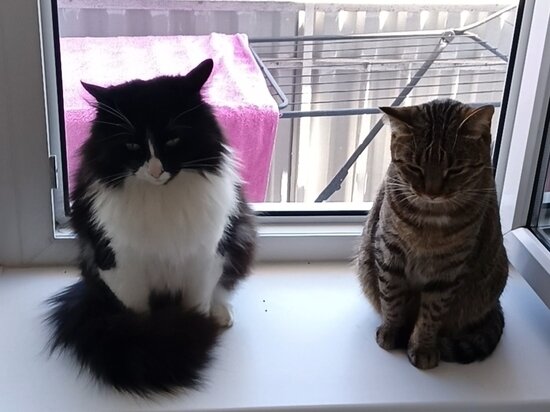     Фото: Илья Котов/МК