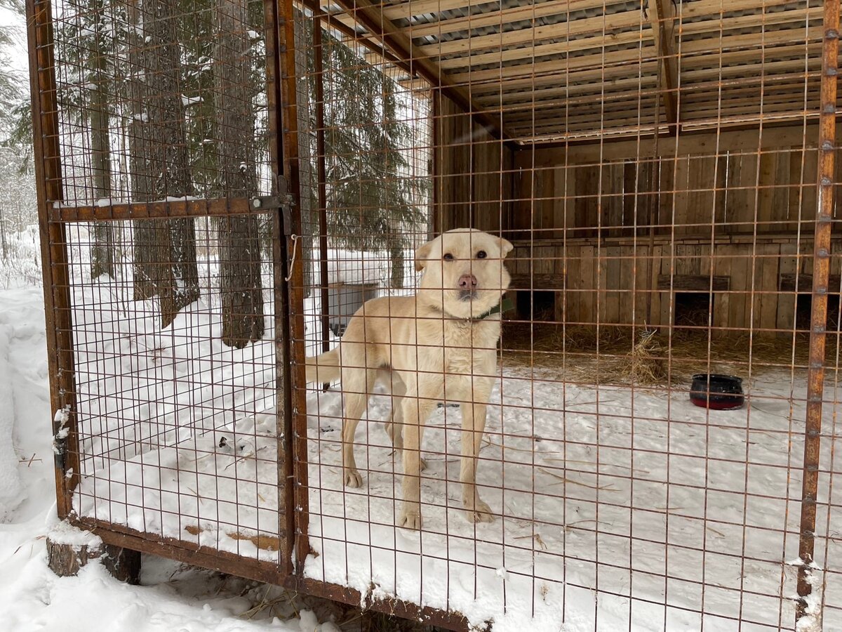 Собака Джая не выходила из будки 3 недели, скучала. Байкал вернулся | Джим  ЧУСОВОЙ | Дзен