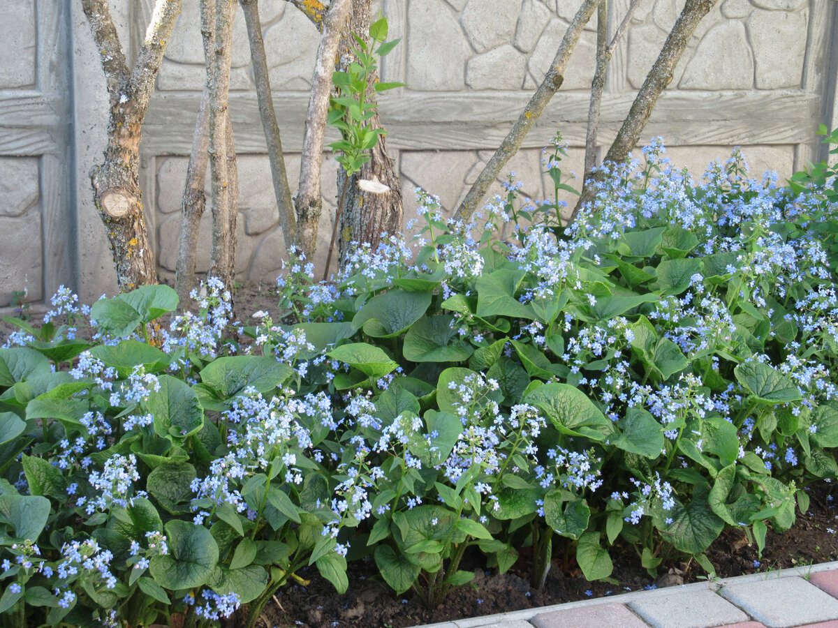 Незабудка посадка. Бруннера Сибирская Brunnera sibirica. Незабудка Садовая Бруннера крупнолистная. Незабудка Бруннера Сибирская цветок. Хоста Бруннера крупнолистная.