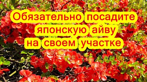 Красиво и полезно. Обязательно посадите японскую айву у себя на участке