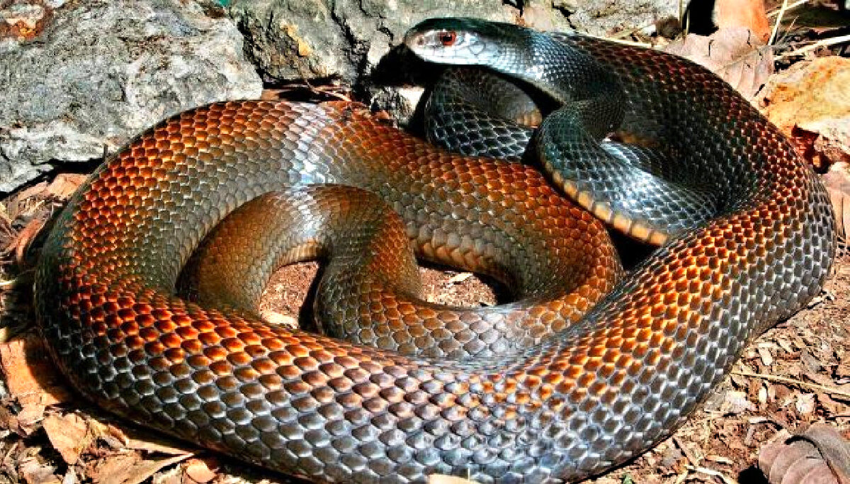 Тайпан Маккоя