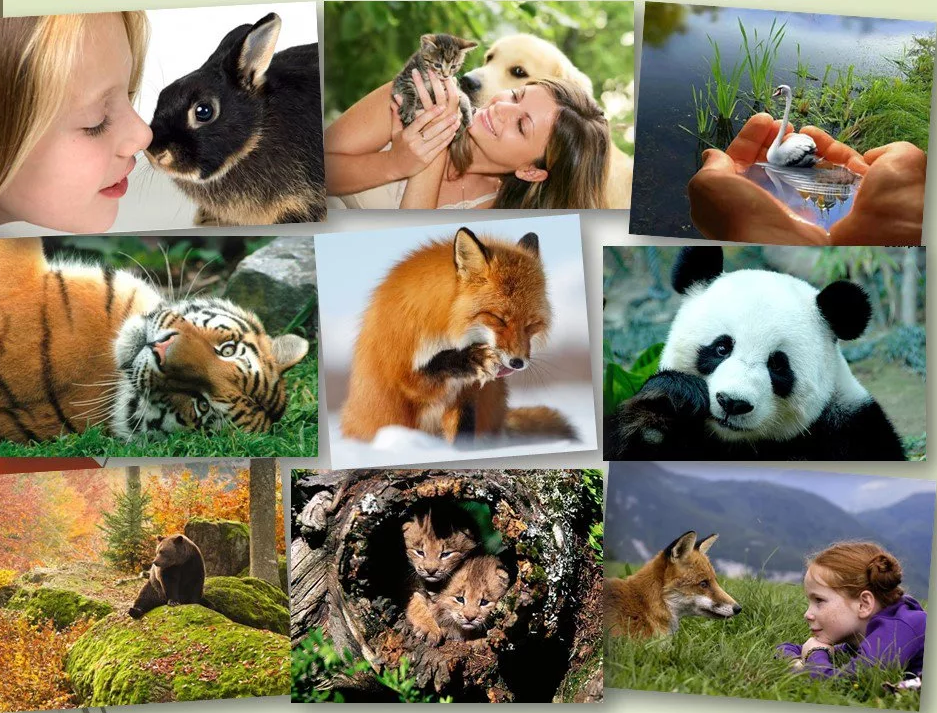 Как назвать фото на конкурс с животными
