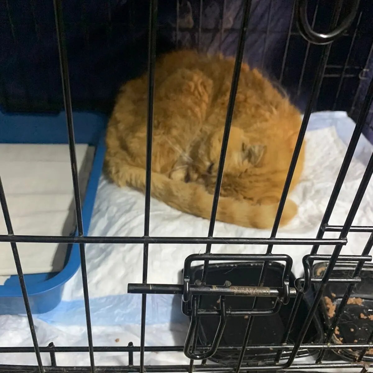 В клинике , плохо кушает(