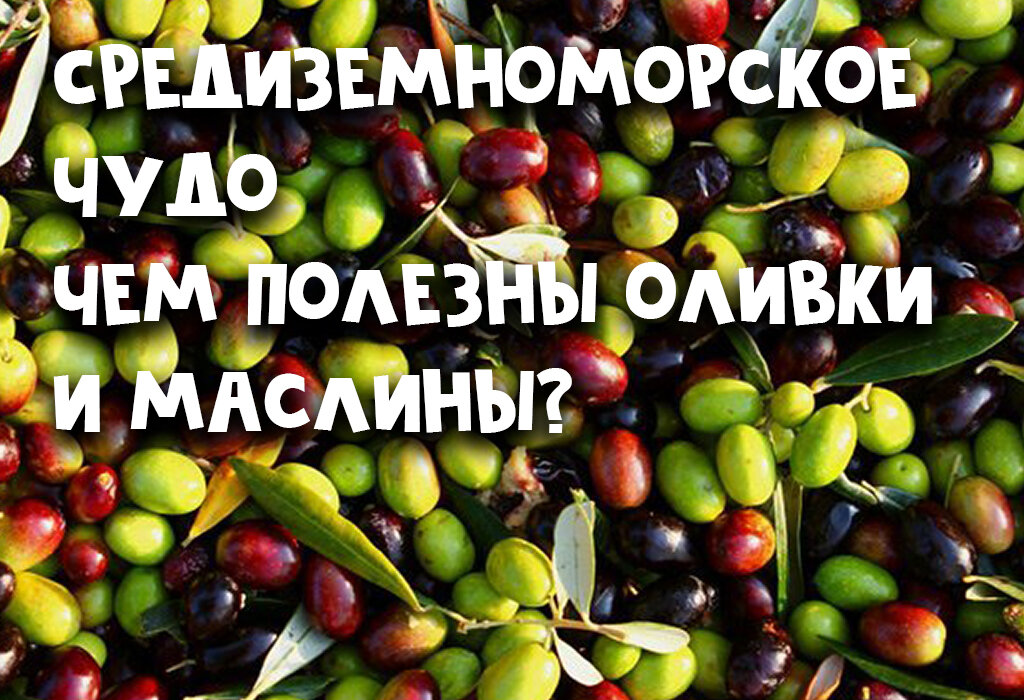 Средиземноморское чудо – оливки и маслины | Calorizator.ru | Дзен