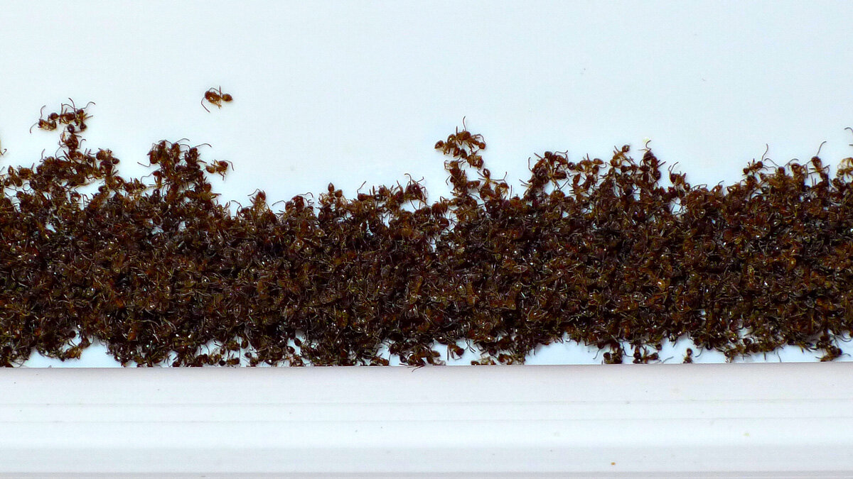 Тысячи муравьёв-камикадзе залезли в холодильную камеру, чтобы замёрзнуть...